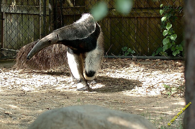 20100606_Bham_Zoo_059.jpg 467.2 KB