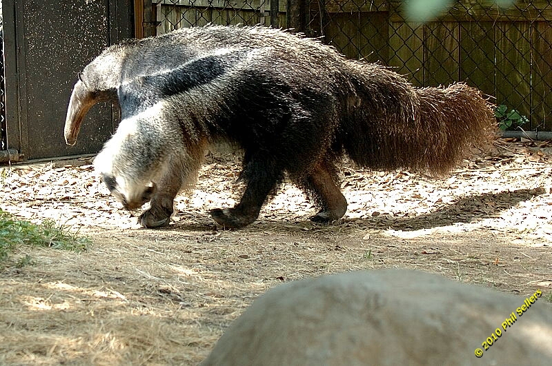 20100606_Bham_Zoo_060.jpg 458 KB