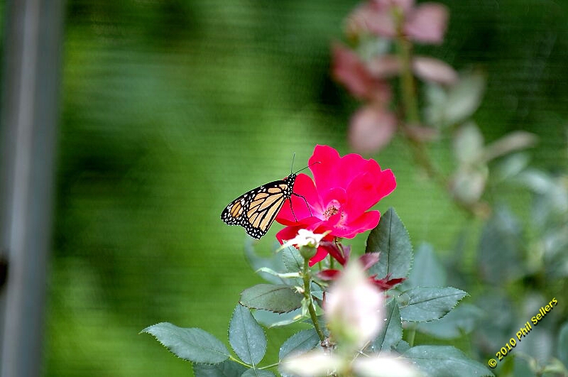 20100606_Bham_Zoo_008.jpg 221 KB