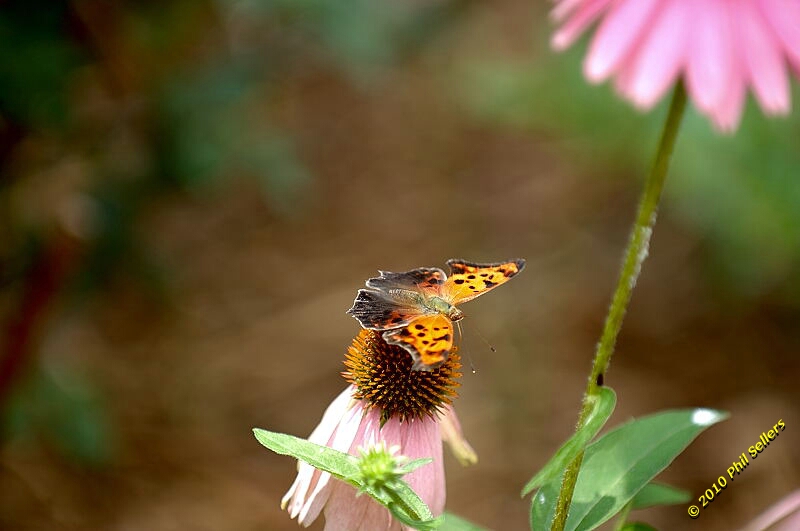 20100606_Bham_Zoo_010.jpg 184.4 KB
