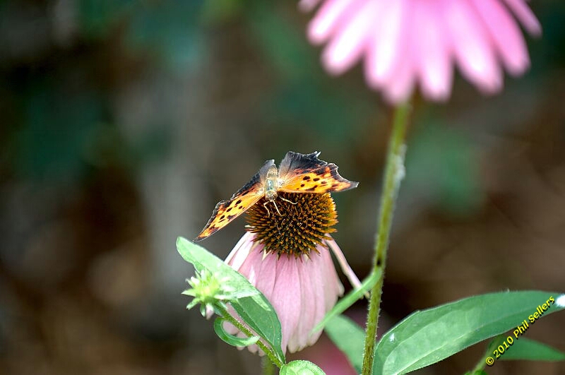 20100606_Bham_Zoo_011.jpg 196.5 KB