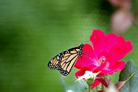 tn_20100606_Bham_Zoo_007.jpg 6.7 KB