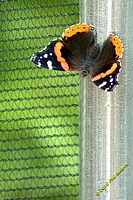 tn_20100606_Bham_Zoo_009.jpg 11.5 KB