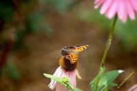 tn_20100606_Bham_Zoo_010.jpg 6.2 KB