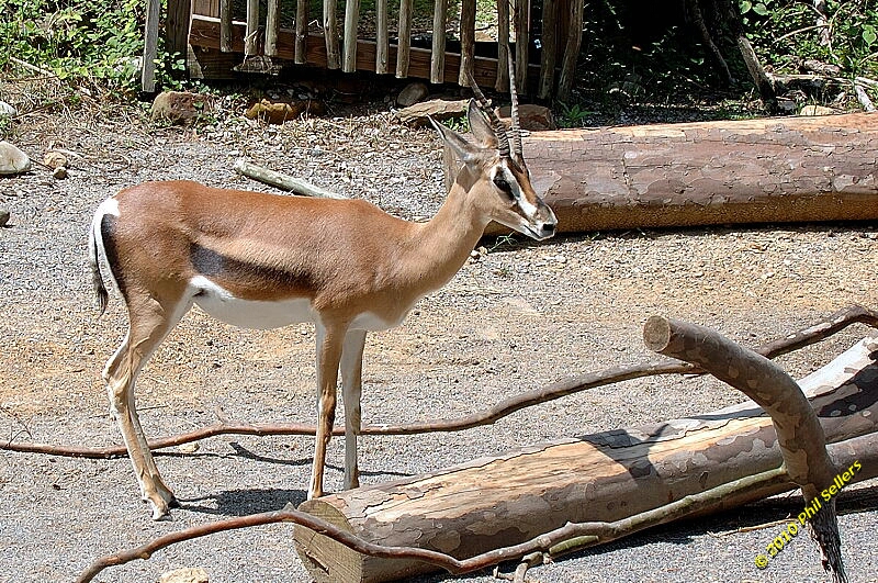 20100606_Bham_Zoo_042.jpg 568.2 KB