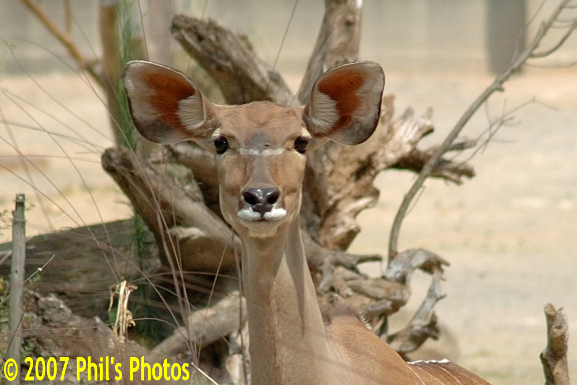bhamzoo_200609_06.jpg 214.3 KB