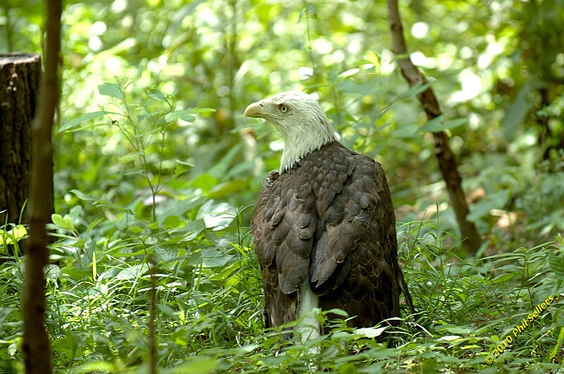 20100606_Bham_Zoo_015.jpg 359.3 KB