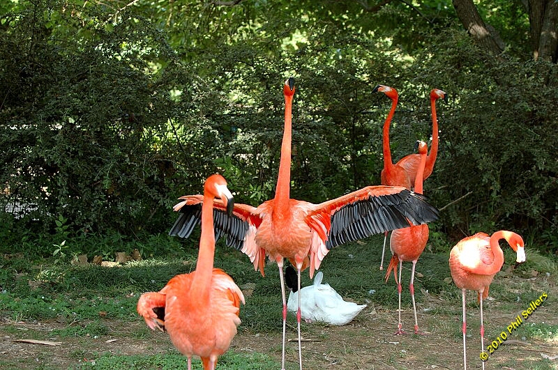 20100606_Bham_Zoo_069.jpg 482.3 KB