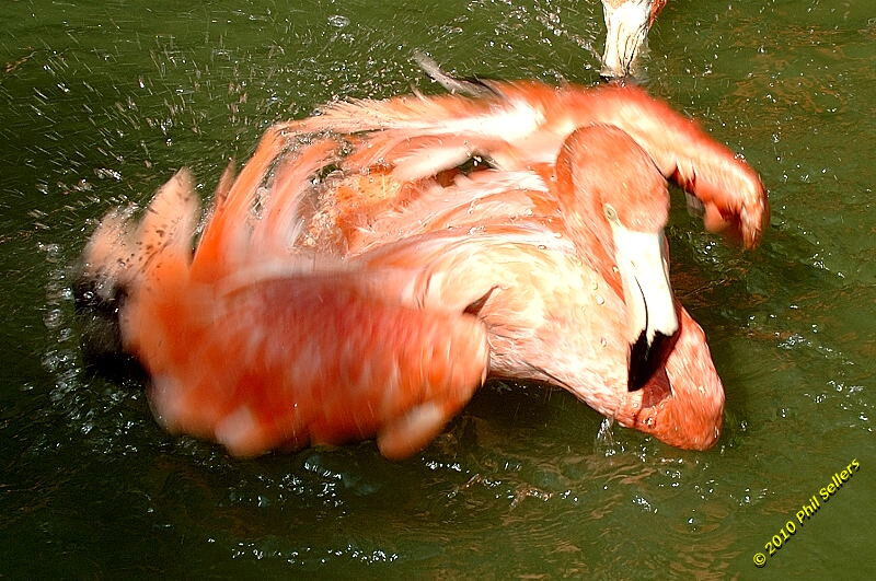 20100606_Bham_Zoo_073.jpg 358.1 KB