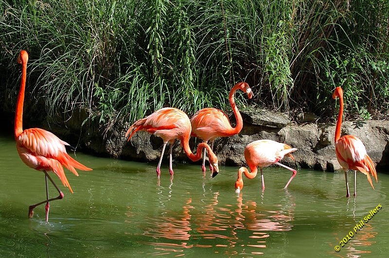 20100606_Bham_Zoo_075.jpg 505.5 KB