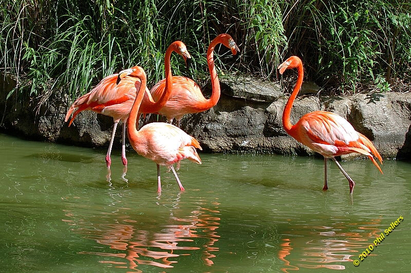 20100606_Bham_Zoo_077.jpg 480.6 KB