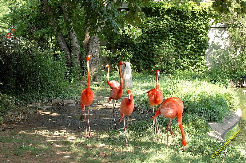 20100606_Bham_Zoo_078.jpg 568 KB