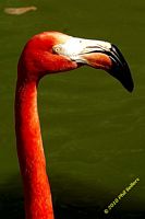 tn_20100606_Bham_Zoo_074.jpg 5.7 KB