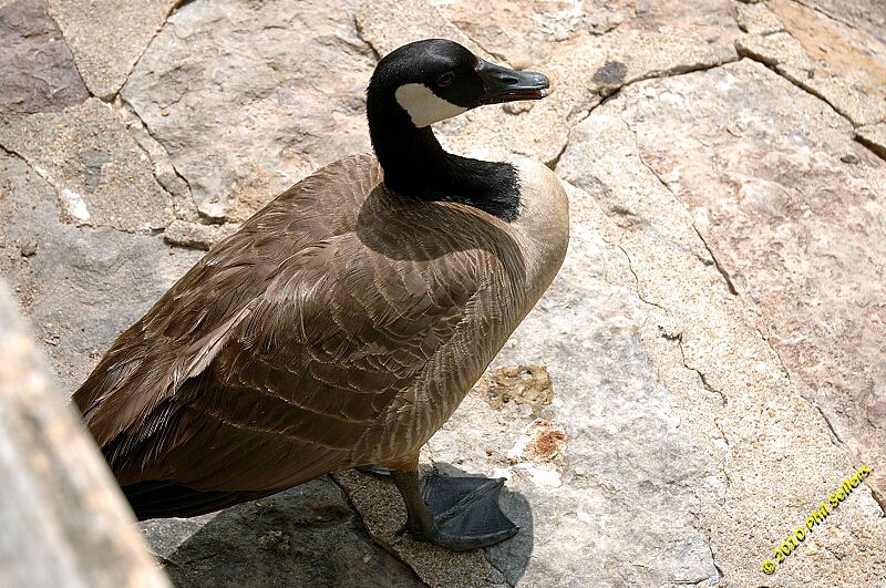 20100606_Bham_Zoo_056.jpg 414.8 KB