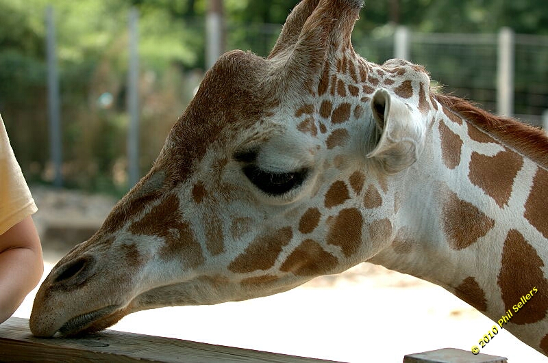 20100606_Bham_Zoo_040.jpg 273.6 KB