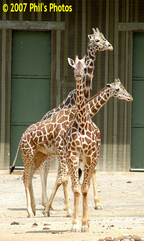 bhamzoo_200609_05.jpg 178.6 KB
