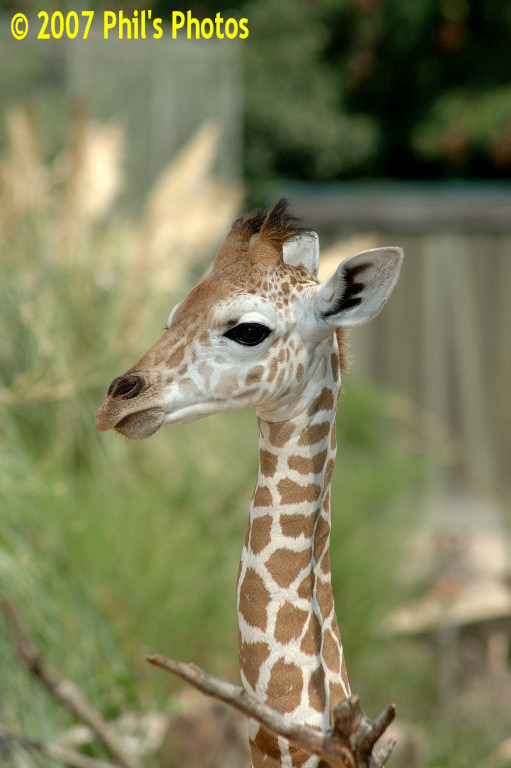bhamzoo_200609_07.jpg 109.7 KB