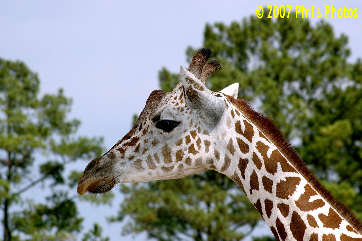 bhamzoo_200609_10.jpg 294 KB