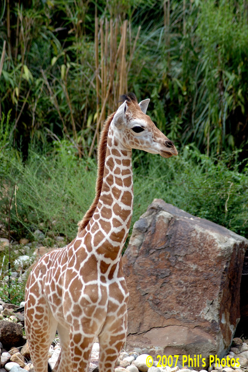 bhamzoo_200609_13.jpg 213.5 KB