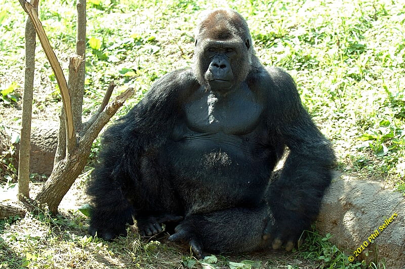 20100606_Bham_Zoo_064.jpg 466.3 KB