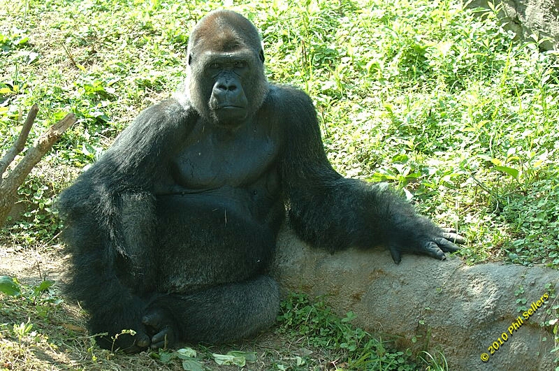 20100606_Bham_Zoo_066.jpg 500.8 KB