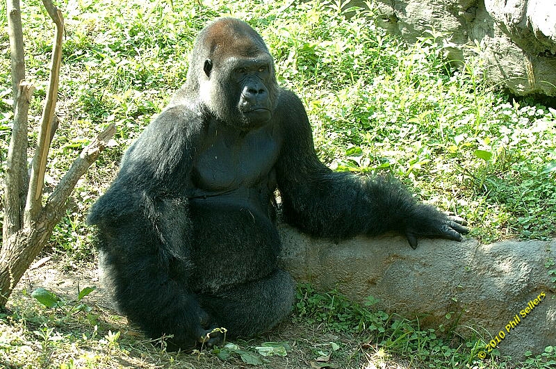 20100606_Bham_Zoo_067.jpg 567.4 KB