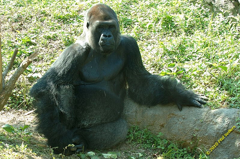 20100606_Bham_Zoo_068.jpg 521.3 KB