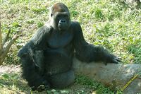 tn_20100606_Bham_Zoo_068.jpg 11 KB