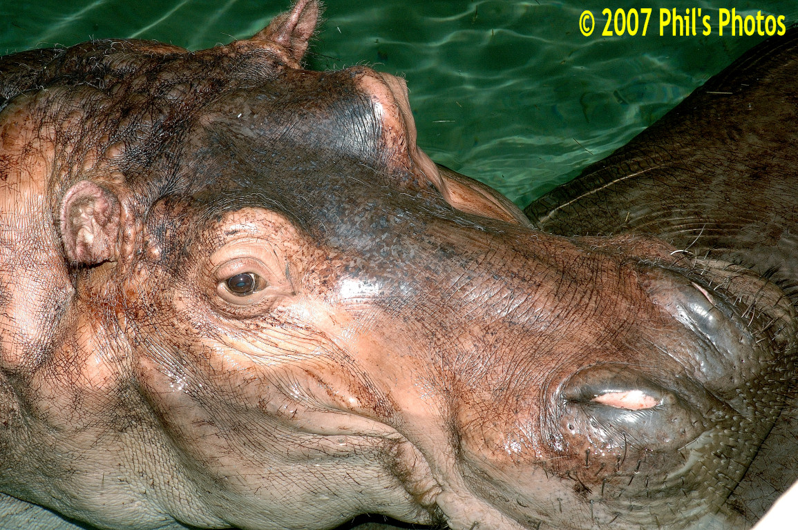 bhamzoo_200609_03.jpg 517.4 KB