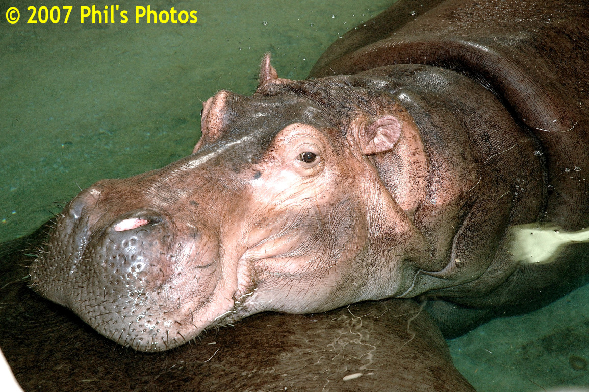 bhamzoo_200609_04.jpg 445.5 KB