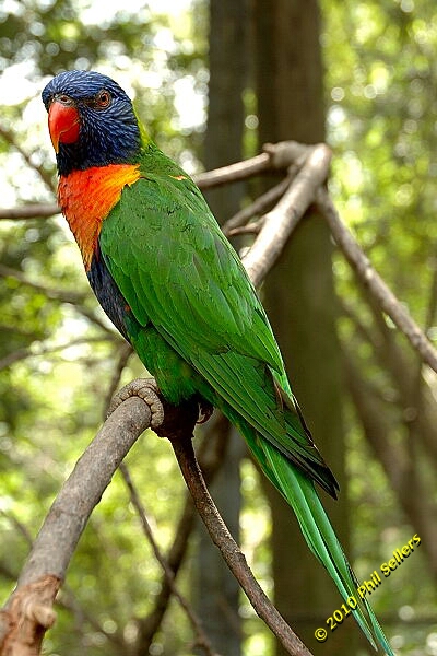 20100606_Bham_Zoo_053.jpg 184.8 KB