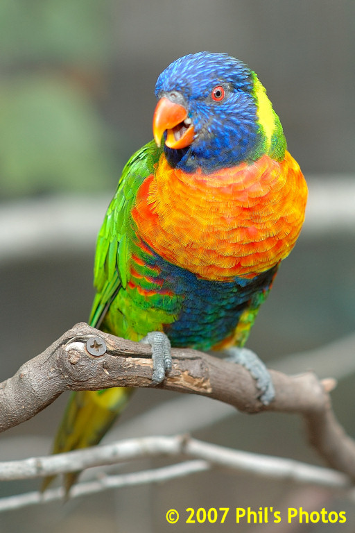 bhamzoo_200609_16.jpg 133.1 KB