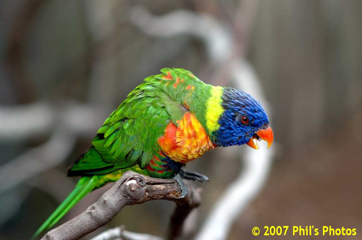 bhamzoo_200609_17.jpg 224.8 KB