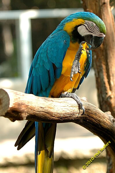 20100606_Bham_Zoo_091.jpg 175.1 KB