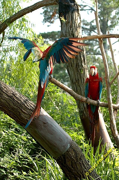 20100606_Bham_Zoo_095.jpg 280.8 KB