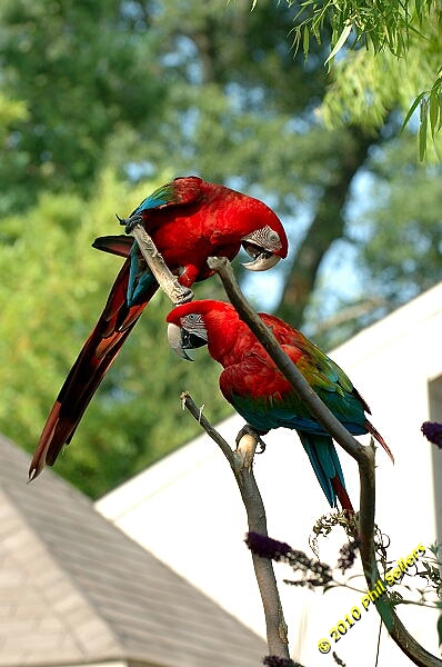 20100606_Bham_Zoo_099.jpg 171 KB