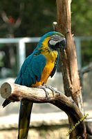 tn_20100606_Bham_Zoo_093.jpg 9 KB