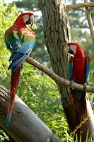 tn_20100606_Bham_Zoo_096.jpg 11.8 KB