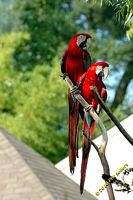 tn_20100606_Bham_Zoo_098.jpg 9.6 KB