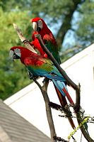 tn_20100606_Bham_Zoo_100.jpg 9.9 KB