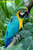 tn_bhamzoo_200609_02 (9K)