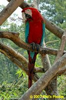 tn_bhamzoo_200609_06 (11K)