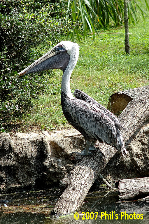 bhamzoo_200609_21.jpg 308.4 KB