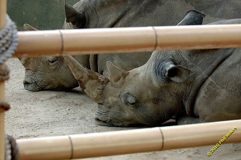 20100606_Bham_Zoo_005.jpg 320.7 KB