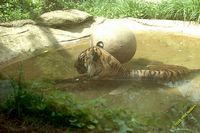 tn_20100606_Bham_Zoo_045.jpg 8.5 KB
