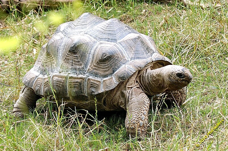 20100606_Bham_Zoo_047.jpg 602.3 KB