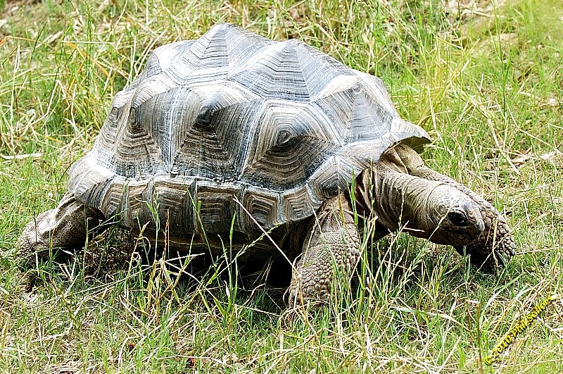 20100606_Bham_Zoo_048.jpg 614.7 KB