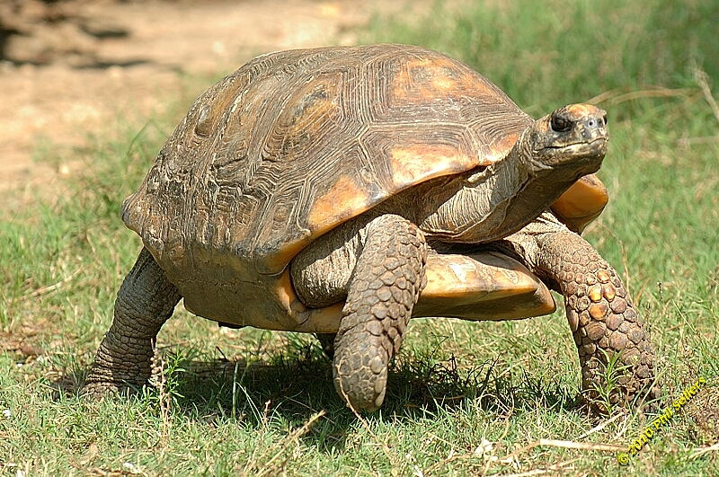 20100606_Bham_Zoo_086.jpg 457.1 KB