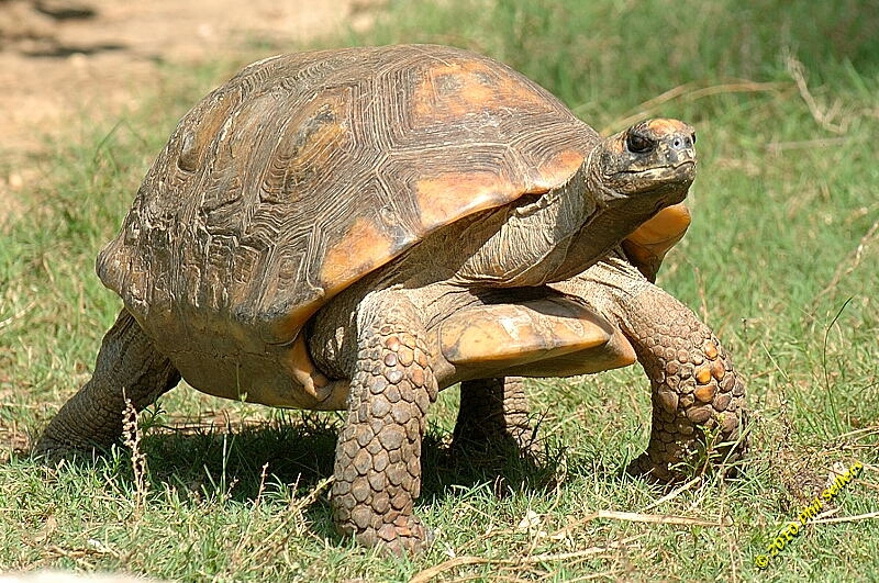 20100606_Bham_Zoo_087.jpg 468.5 KB