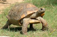 tn_20100606_Bham_Zoo_087.jpg 10.5 KB